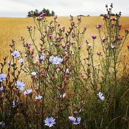 Szafarnia 19 Kurzetnik