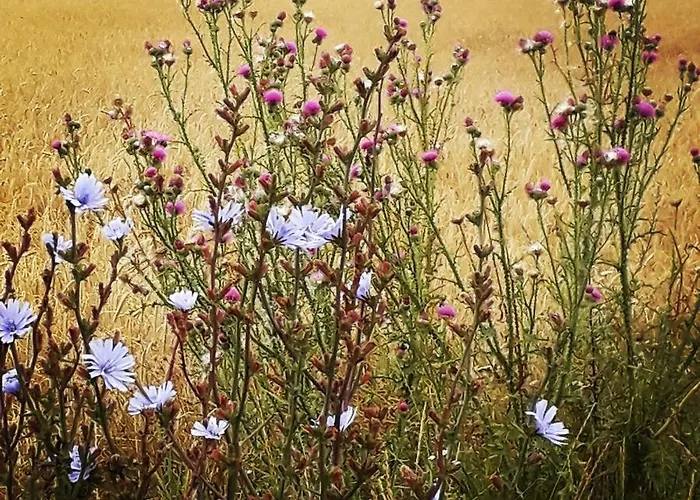 Szafarnia 19 Kurzetnik